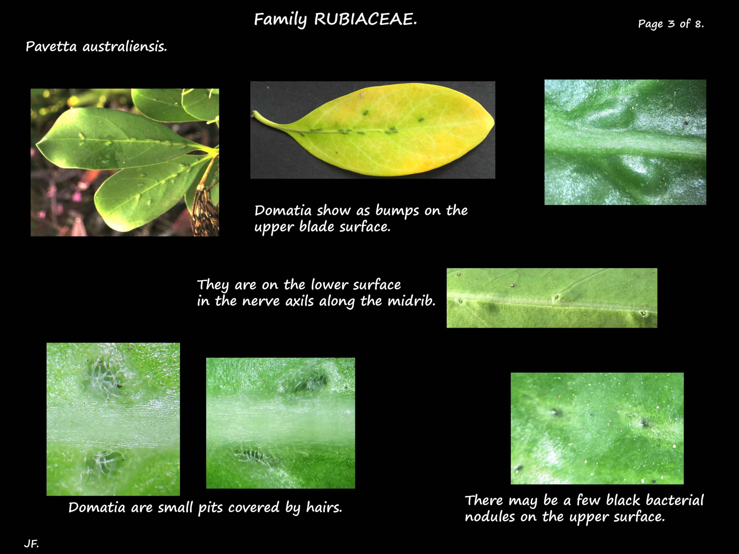 3 Domatia and hairs on Pavetta leaves